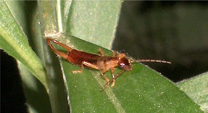 Apterygida albipennis (Dermaptera)